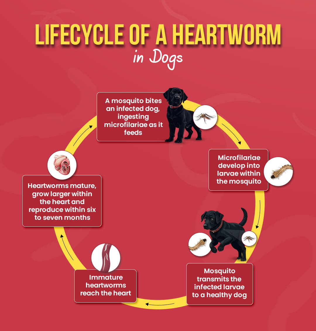 Heartworm lifecycle in dogs
